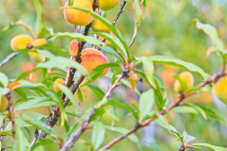 peach on the tree の写真素材