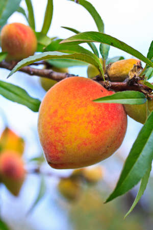 peach on the tree の写真素材