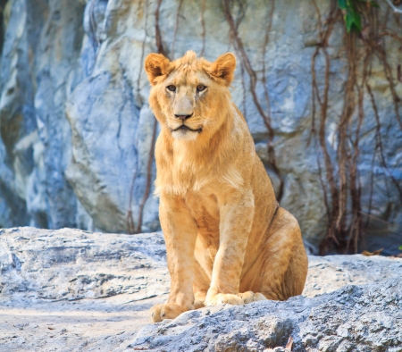 lionの写真素材