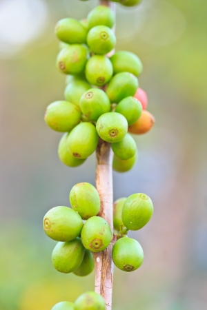 Coffee beansの写真素材