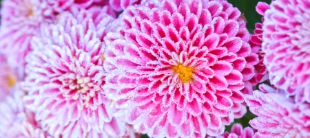 Pink chrysanthemum flower close upの写真素材