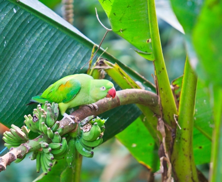 Alexandrine parakeet psittacula eupatria Colorful parrot Beautif 