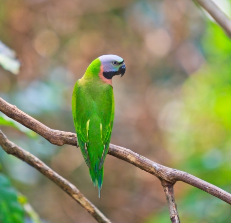 alexandrine parakeet psittacula eupatria Colorful parrot Beautiful の写真素材