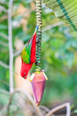Beautiful red parrot bird eat Banana blossom の写真素材