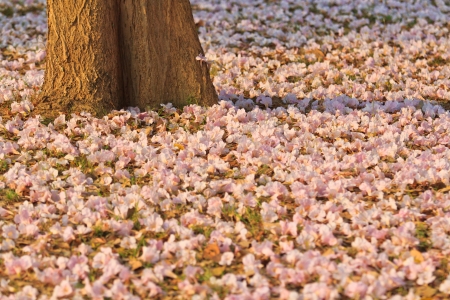 Pink flowers Tabebuia rosea blossom 