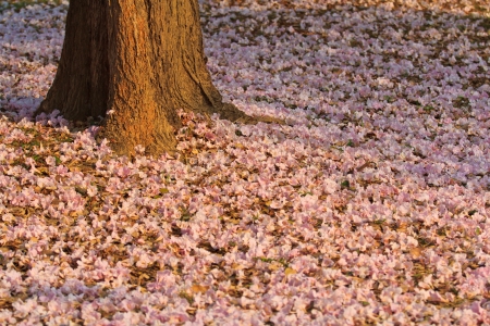 Pink flowers Tabebuia rosea blossom 