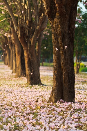 Pink flowers Tabebuia rosea blossom の写真素材