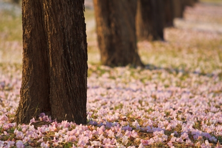 Pink flowers Tabebuia rosea blossom 
