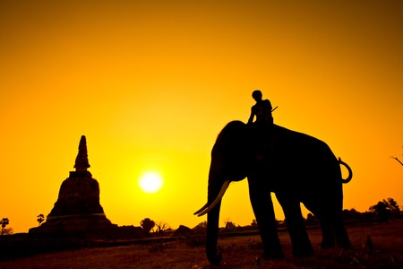 Elephant silhouettes in rural Ayutthaya Province Thailand の写真素材
