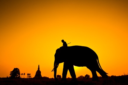 Elephant silhouettes in rural Ayutthaya Province Thailand の写真素材
