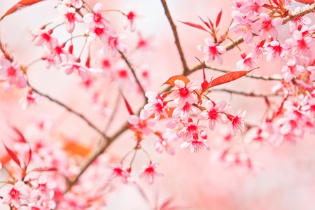 Cherry Blossom and sakura background の写真素材