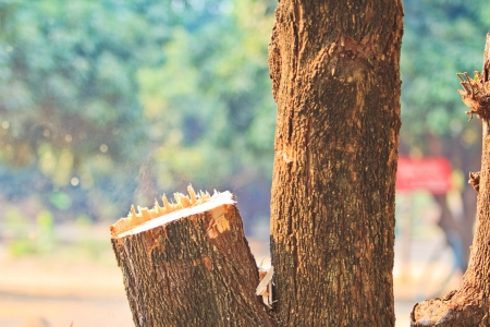 Logger man cutting wood 
