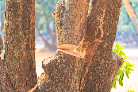 Logger man cutting wood の写真素材