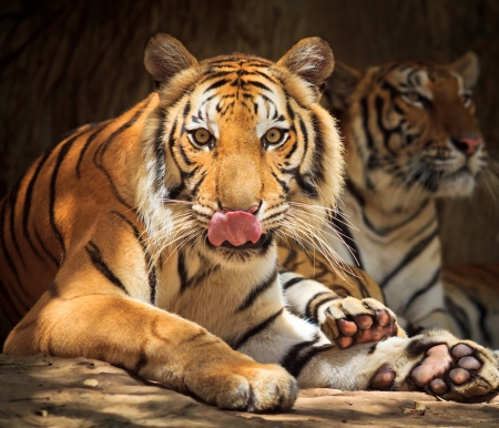 tigerの写真素材