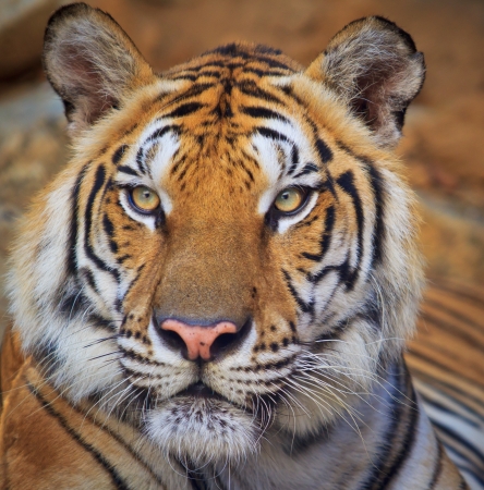 tiger tiger