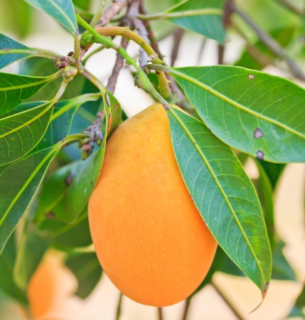 Maprang Marian Plum and Plum Mango thailand 