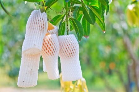 Maprang Marian Plum and Plum Mango thailand の写真素材