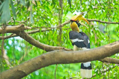 Great hornbill の写真素材