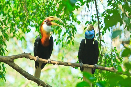 Great hornbill の写真素材