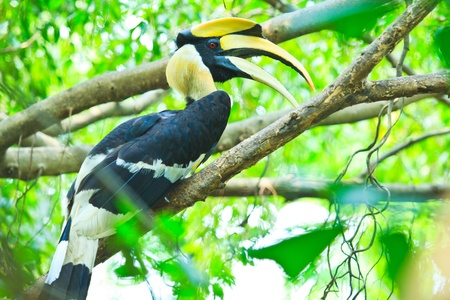 Great hornbill の写真素材