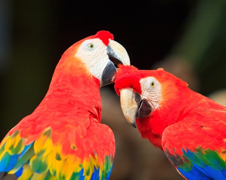 macaw parrot の写真素材