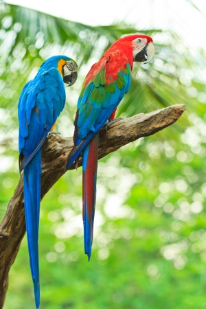 macaw parrot の写真素材