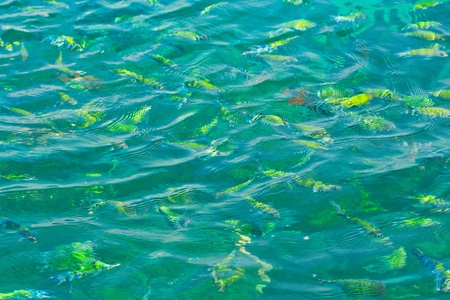 Fish in the sea Phi Phi Island thailand