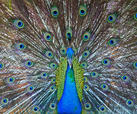 green beautiful peacockの写真素材