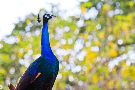green beautiful peacockの写真素材