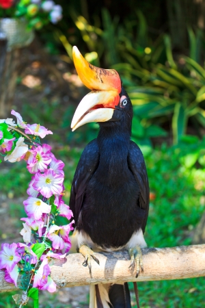 Hornbillの写真素材