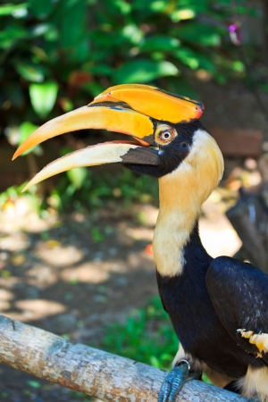 Hornbillの写真素材
