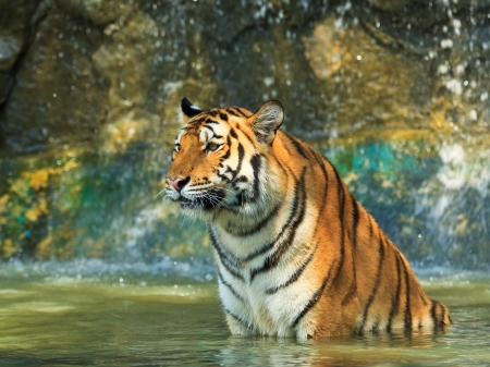 Tigerの写真素材