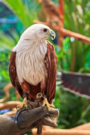Brahminy Kite  Haliastur indus  stand on the branchの写真素材