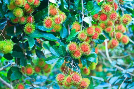 Fresh rambutan from orchard on the eastern part Thailandの写真素材