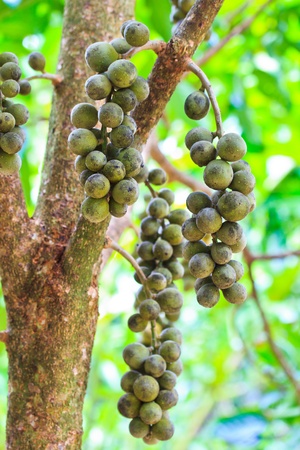 Wollongong Lansium domesticum and Longkong の写真素材