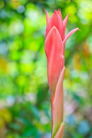 Flower red of etlingera elatior の写真素材