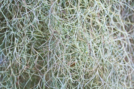 Tillandsia and Moss spain background の写真素材