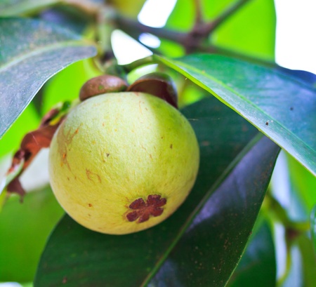 Mangosteen  tropical fruit  of Thailandの写真素材