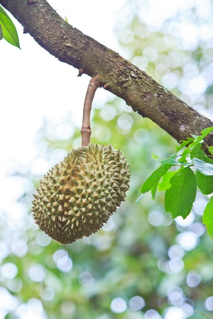 Durian Tropical fruits asia thailand の写真素材