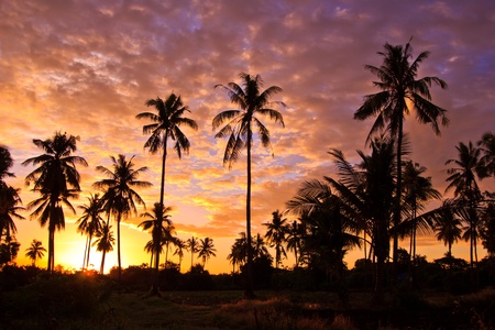View silhouetted of coconut tree の写真素材