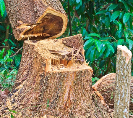 tree stumps and felled forest deforestation の写真素材