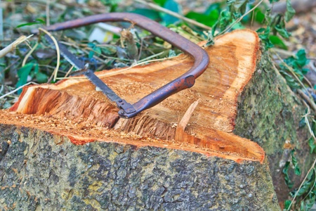 tree stumps and felled forest deforestation の写真素材