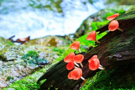 Fungi cup red mushroom cup mushroom or champagne mushrooms thailand の写真素材