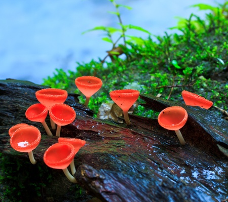 Fungi cup red mushroom cup mushroom or champagne mushrooms thailand の写真素材