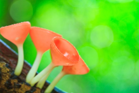 Fungi cup red mushroom cup mushroom or champagne mushrooms thailand の写真素材