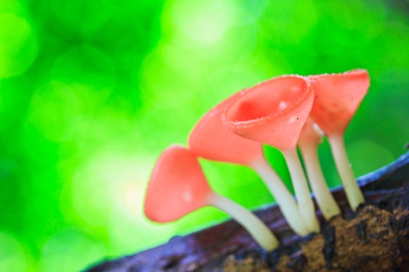 Fungi cup red mushroom cup mushroom or champagne mushrooms thailand の写真素材