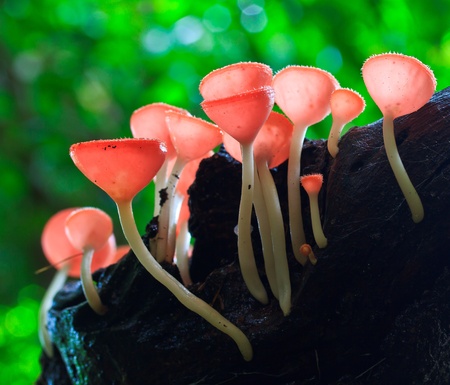 Fungi cup red mushroom cup mushroom or champagne mushrooms thailand の写真素材