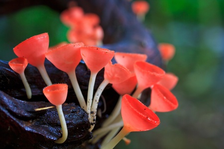 Fungi cup red mushroom cup mushroom or champagne mushrooms thailand の写真素材