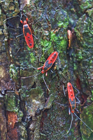 Giant Red Bug Rainforest Insects in Thailand