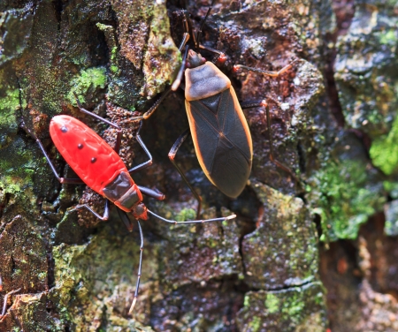 Giant Red Bug Rainforest Insects in Thailand の写真素材